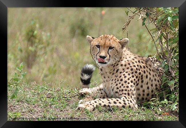 Cheetah keeps watch Framed Print by Roy Evans