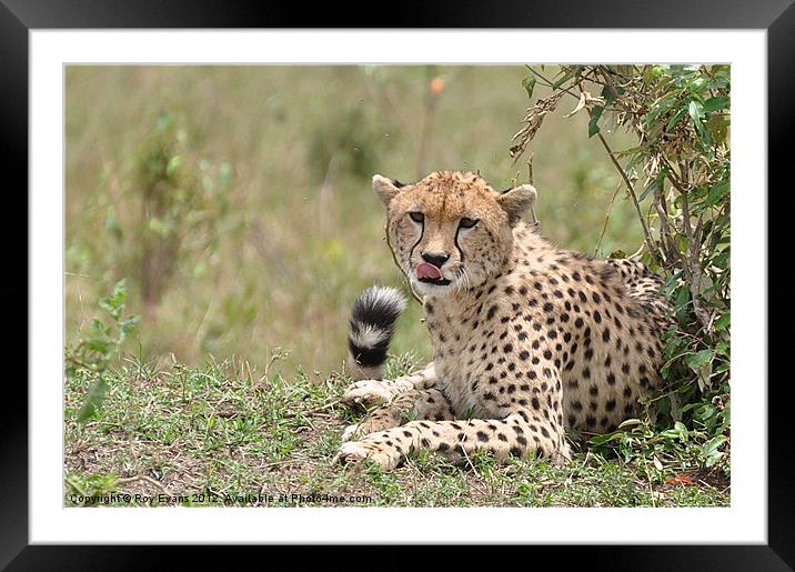 Cheetah keeps watch Framed Mounted Print by Roy Evans