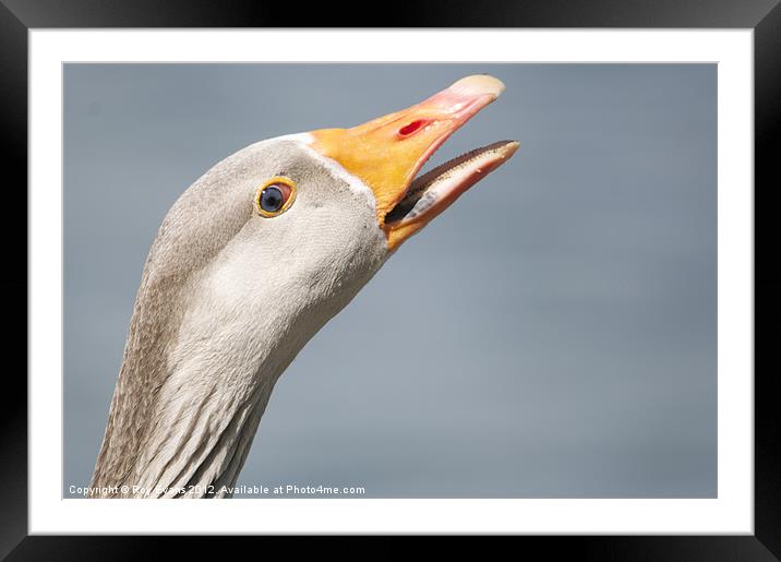 Goose on the loose Framed Mounted Print by Roy Evans