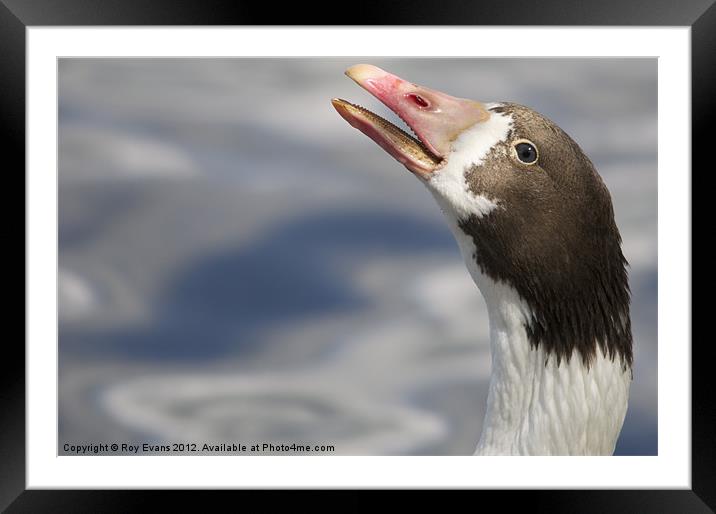 Goose on the loose AGAIN Framed Mounted Print by Roy Evans