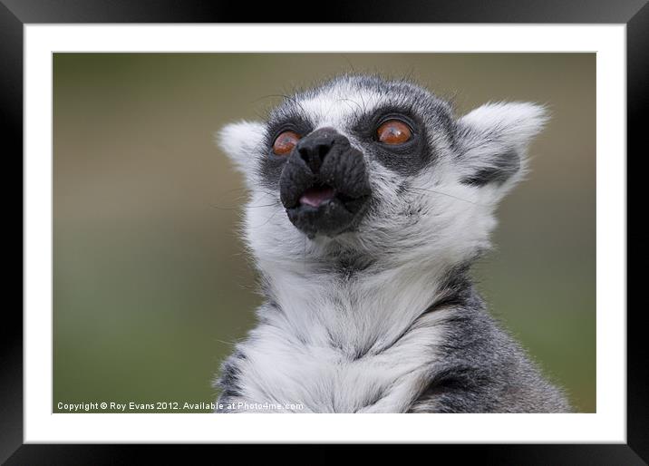 Lemur gazing Framed Mounted Print by Roy Evans