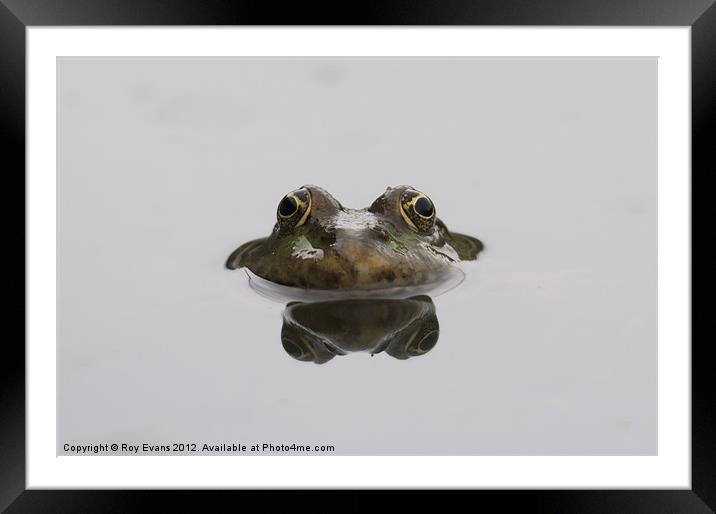 Reflecting Toad Framed Mounted Print by Roy Evans