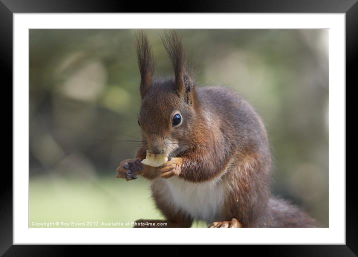 Red squirrel and his 5 a day Framed Mounted Print by Roy Evans