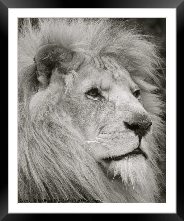 Lion watches his pride Framed Mounted Print by Roy Evans