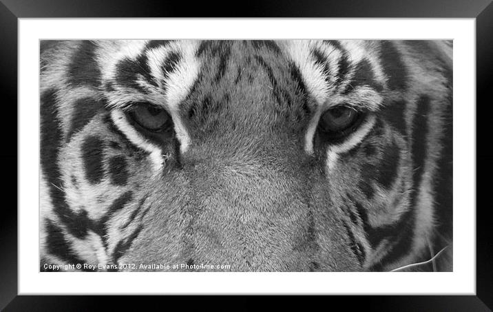 Tigers eyes - B/W Framed Mounted Print by Roy Evans