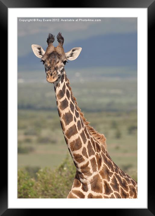 Giraffe Portrait Framed Mounted Print by Roy Evans