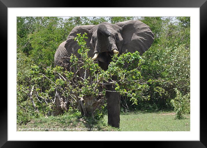 Elephant Rush Framed Mounted Print by Roy Evans