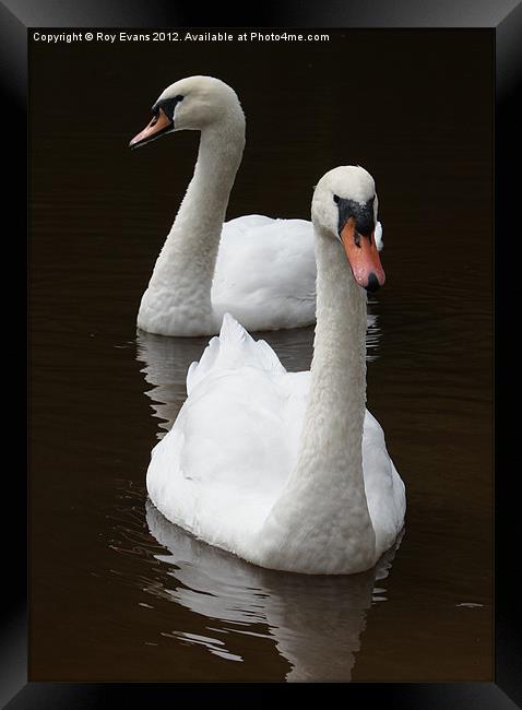 Two swans on the lake Framed Print by Roy Evans