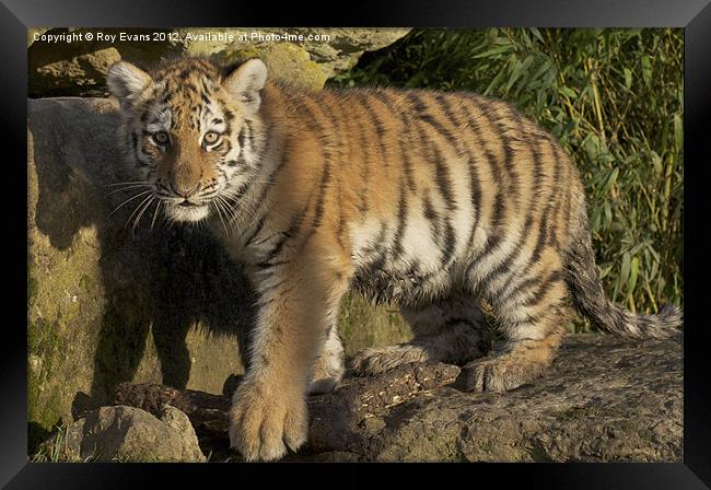 Tiger Cub Framed Print by Roy Evans