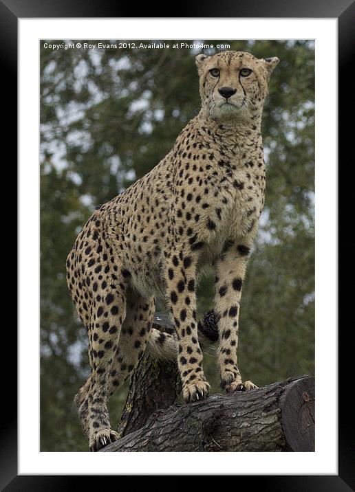 A cheetah watches pt 2 Framed Mounted Print by Roy Evans