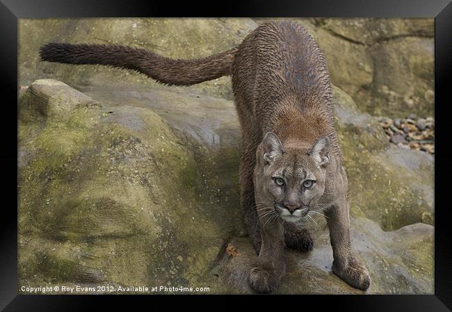 The Puma ready to pounce Framed Print by Roy Evans
