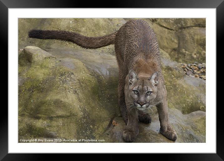 The Puma ready to pounce Framed Mounted Print by Roy Evans