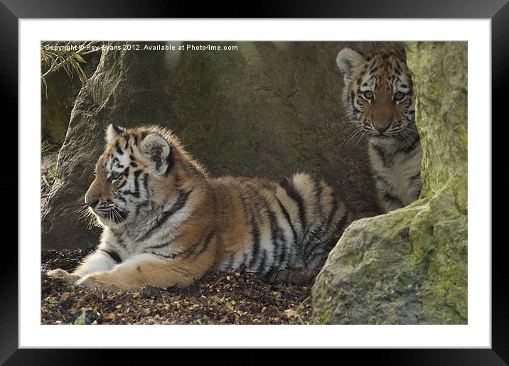 Two tiger cubs Framed Mounted Print by Roy Evans