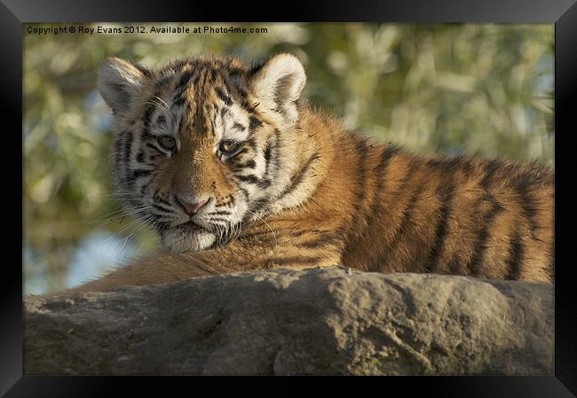 Tiger cub sunbathing Framed Print by Roy Evans