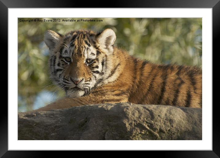 Tiger cub sunbathing Framed Mounted Print by Roy Evans