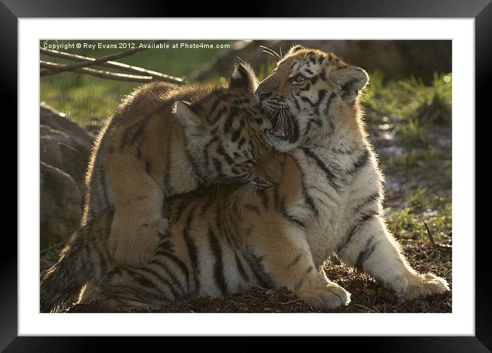 Amur Tiger Cubs playing Framed Mounted Print by Roy Evans