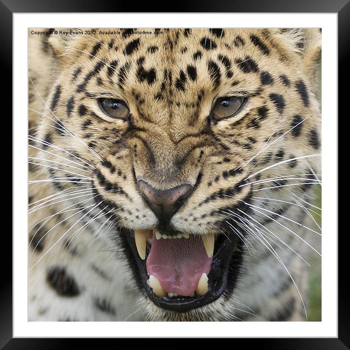 Amur Leopard snarling Framed Mounted Print by Roy Evans