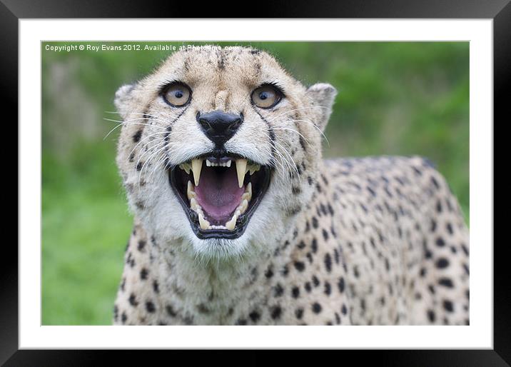 Cheetah snarling pt1 Framed Mounted Print by Roy Evans