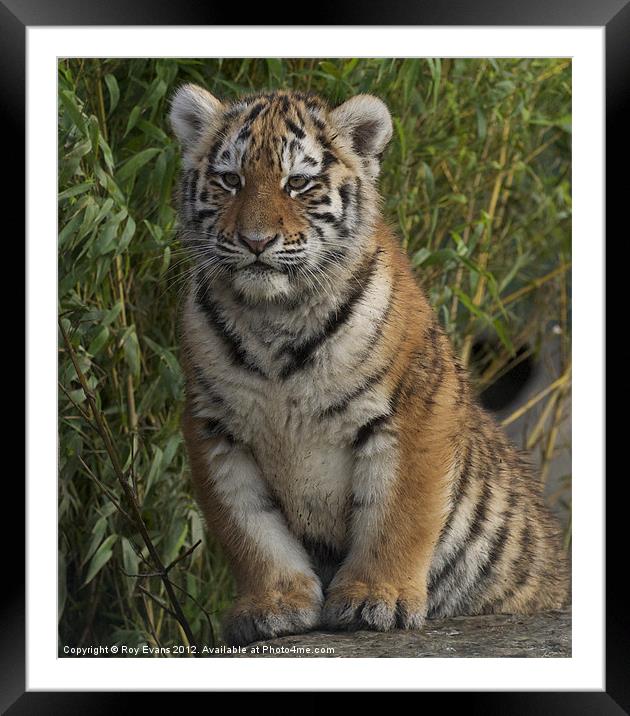 Tiger cub portrait Framed Mounted Print by Roy Evans