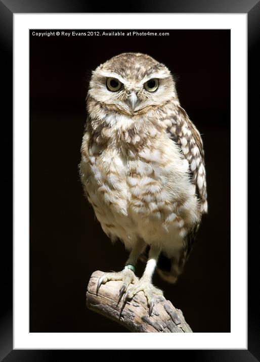 Owl portait Framed Mounted Print by Roy Evans