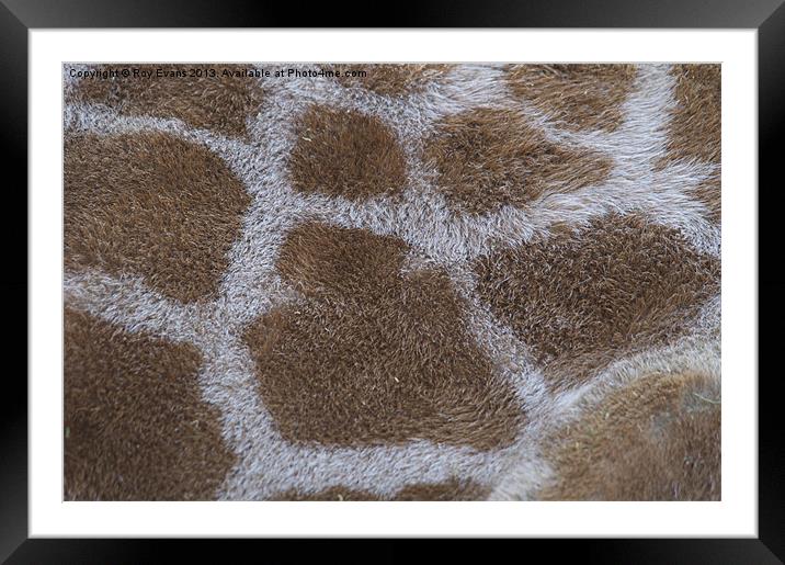 Giraffe Skin Framed Mounted Print by Roy Evans