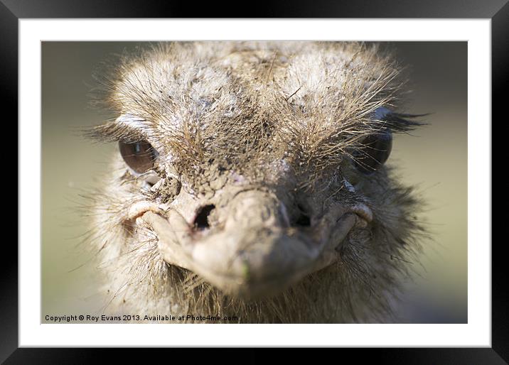Bright eyed ostrich Framed Mounted Print by Roy Evans