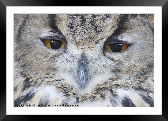 Wise Owl eyes Framed Mounted Print by Roy Evans