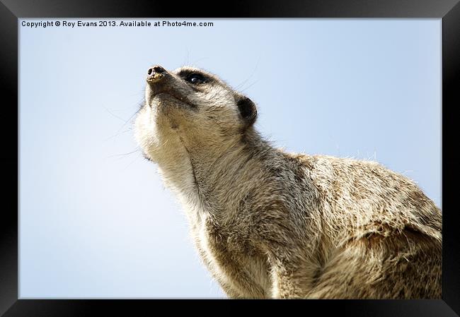 Meerkat lookout Framed Print by Roy Evans