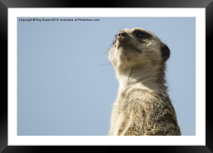 Meerkat lookout 2 Framed Mounted Print by Roy Evans