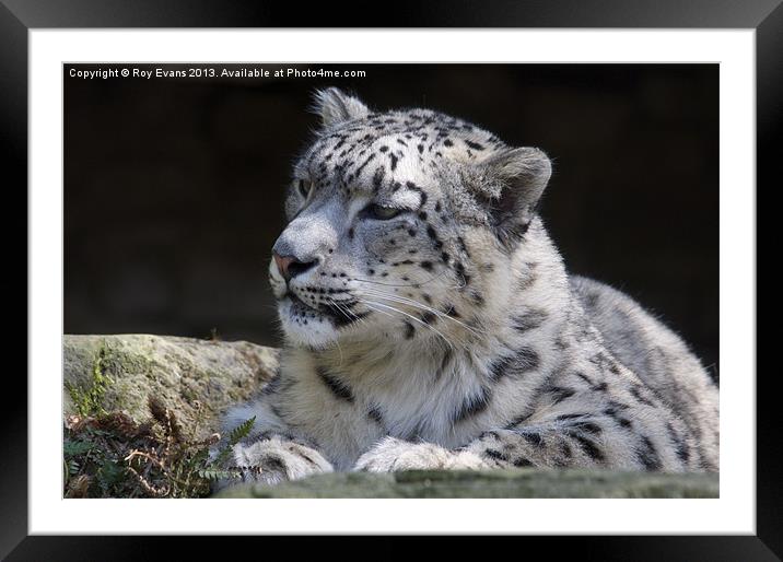 Snow Leopard portrait Framed Mounted Print by Roy Evans