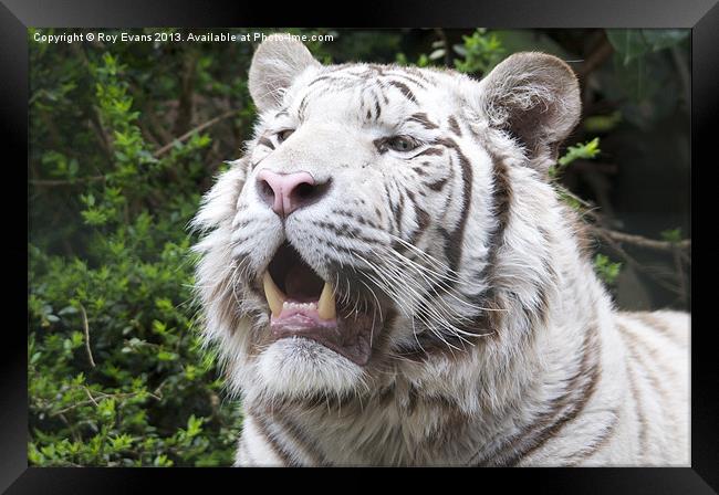 White Tiger Framed Print by Roy Evans