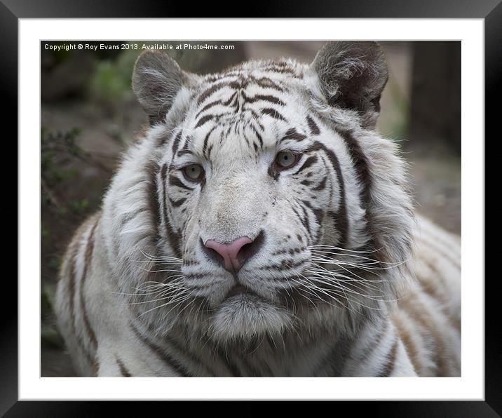 White Tiger Portrait Framed Mounted Print by Roy Evans
