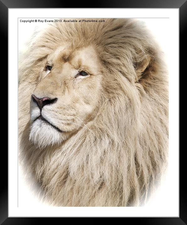 White Lion portrait Framed Mounted Print by Roy Evans