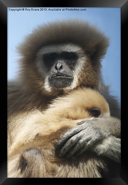 Primate hugs baby Framed Print by Roy Evans