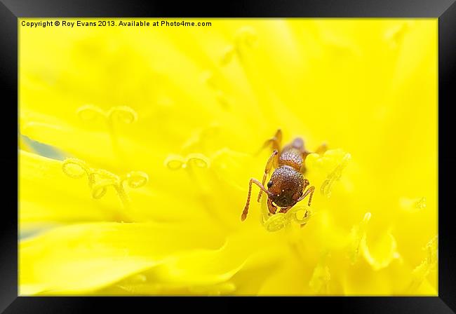 Ant has lunch in dandelion Framed Print by Roy Evans