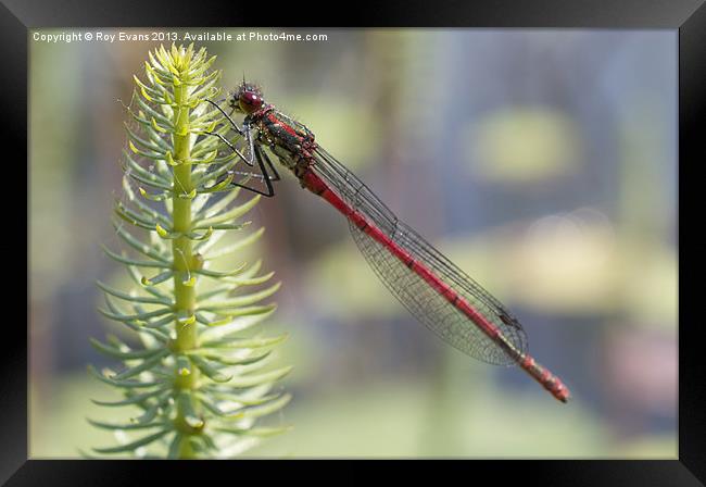 Red Dragonfly Framed Print by Roy Evans