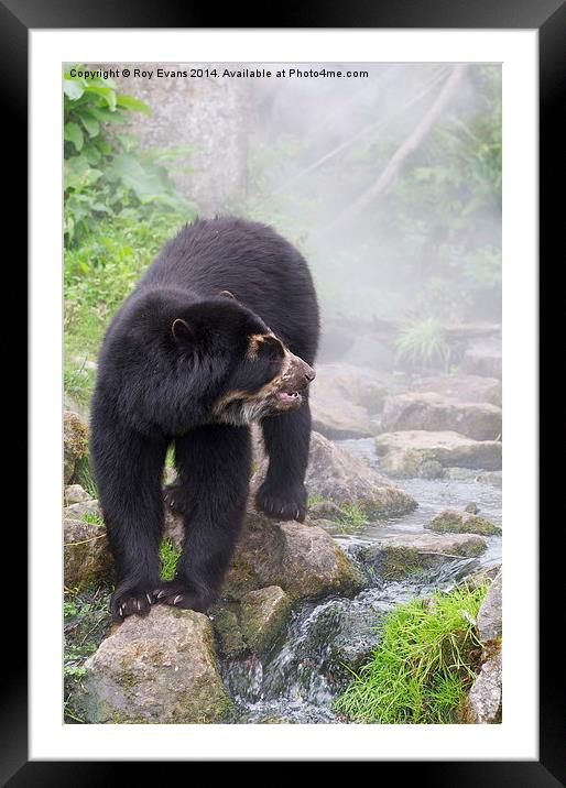  Speckled Bear in the waters mist Framed Mounted Print by Roy Evans