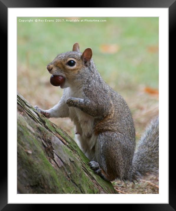 Grey squirrel collecting this nuts Framed Mounted Print by Roy Evans