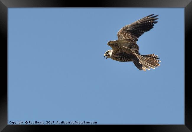 Hawk in flight Framed Print by Roy Evans