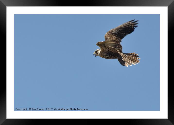 Hawk in flight Framed Mounted Print by Roy Evans