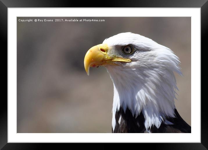 Eagle eyed looking for her next meal Framed Mounted Print by Roy Evans