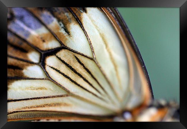 extreme butterfly wing closeup Framed Print by Steve Frazer