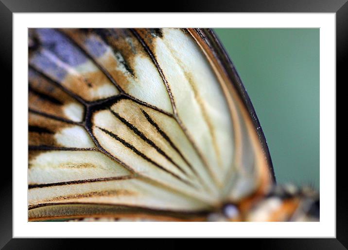 extreme butterfly wing closeup Framed Mounted Print by Steve Frazer