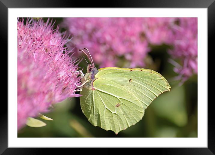 Brimstone Butterfly on Sedum Framed Mounted Print by Steve Frazer