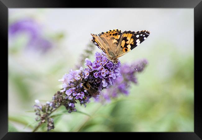 Painted Lady Butterfly Framed Print by Judith Parkyn