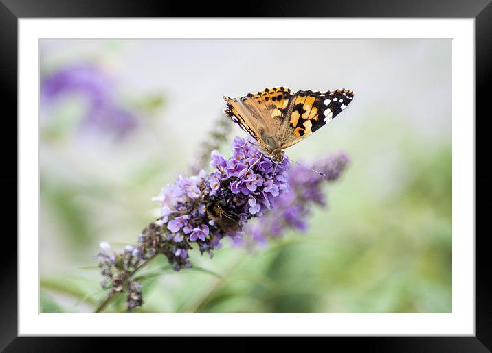 Painted Lady Butterfly Framed Mounted Print by Judith Parkyn