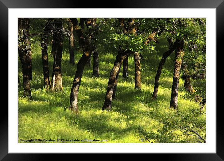 Spring Oaks In Green Meadow Framed Mounted Print by Nik Catalina