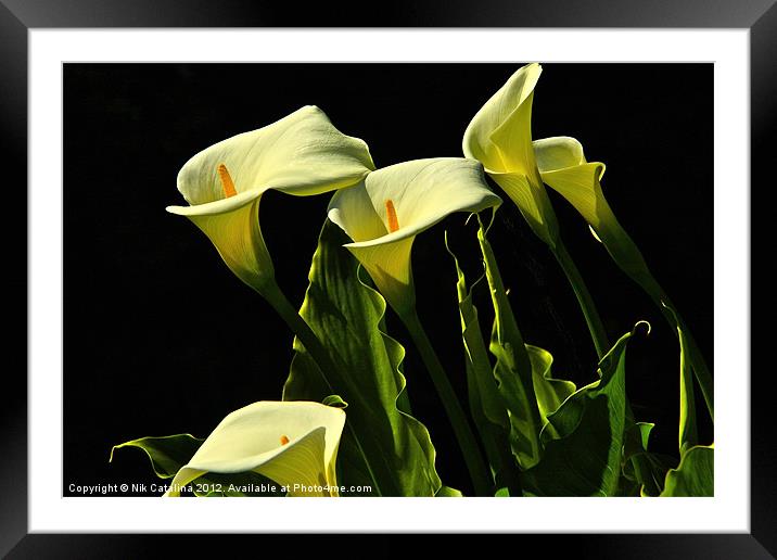 Calla Lilie Chorus Framed Mounted Print by Nik Catalina