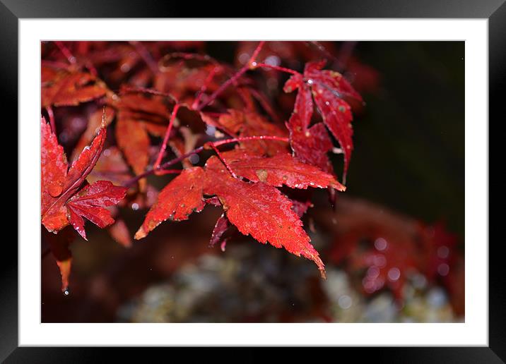 Red leaves Framed Mounted Print by chantelle devlin