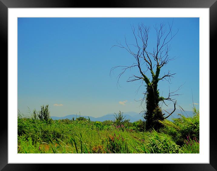 Tree on a field Framed Mounted Print by Jostein H